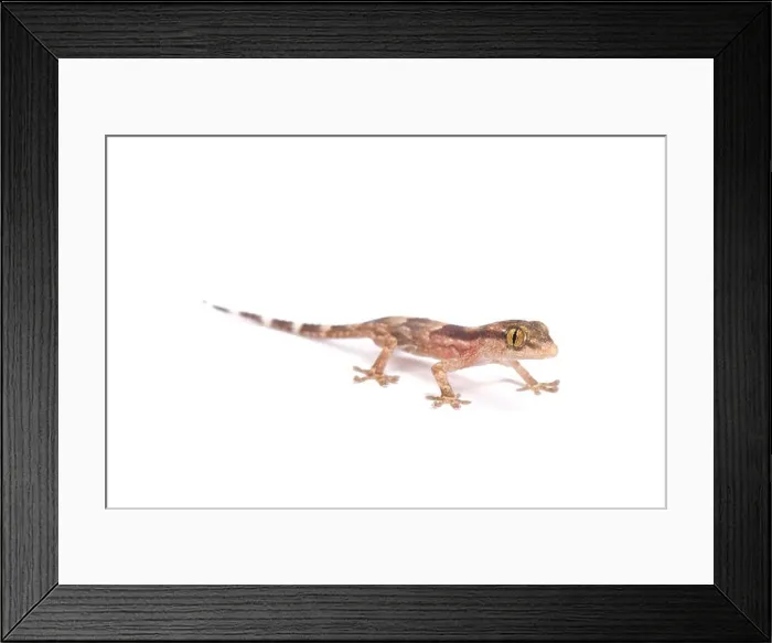 Framed Print : Baby gecko (Tarentola senegambiae) Framed Print : Baby gecko (Tarentola senegambiae)