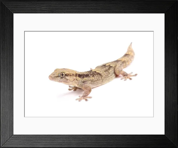 Framed Print : Senegambia wall gecko (Tarentola senegambiae) Framed Print : Senegambia wall gecko (Tarentola senegambiae)