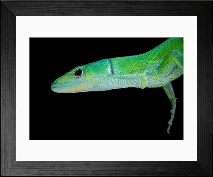 Framed Print : Green Keel-bellied Lizard (Gastropholis prasina) Framed Print : Green Keel-bellied Lizard (Gastropholis prasina)