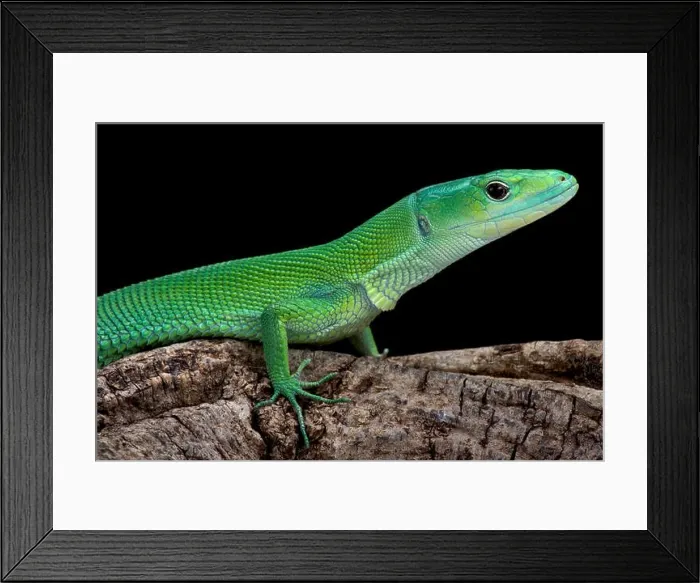 Framed Print : Green Keel-bellied Lizard (Gastropholis prasina) Framed Print : Green Keel-bellied Lizard (Gastropholis prasina)
