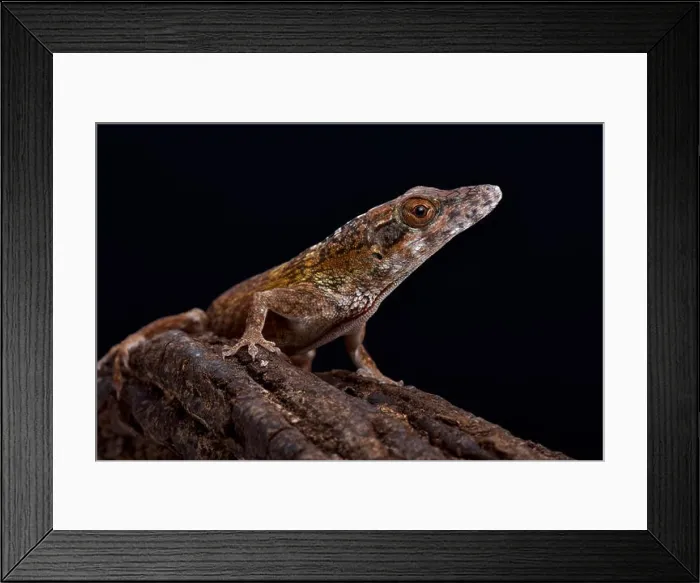 Framed Print : Jamaican twig anole (Anolis valencienni) Framed Print : Jamaican twig anole (Anolis valencienni)