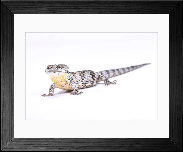 Framed Print : Deppe's Arboreal Alligator (Abronia deppii) Framed Print : Deppe's Arboreal Alligator (Abronia deppii)