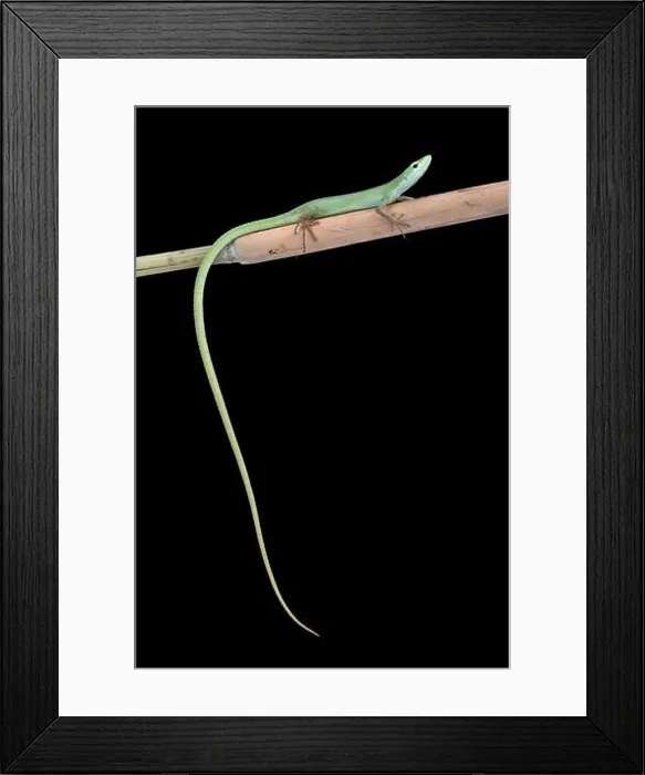 Framed Print : Miyako grass lizard (Takydromus toyamai) Framed Print : Miyako grass lizard (Takydromus toyamai)