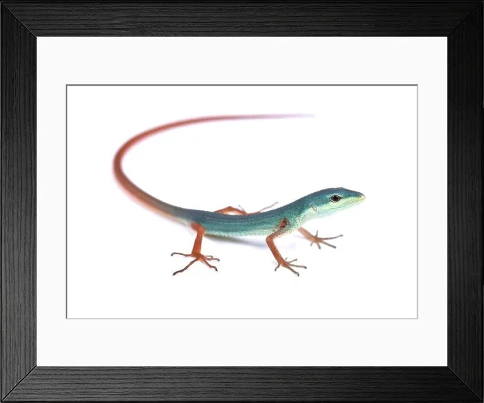 Framed Print : Miyako grass lizard (Takydromus toyamai) Framed Print : Miyako grass lizard (Takydromus toyamai)