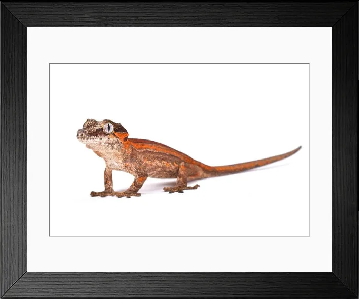 Framed Print : Knob-headed Giant Gecko (Rhacodactylus auriculatus) Framed Print : Knob-headed Giant Gecko (Rhacodactylus auriculatus)