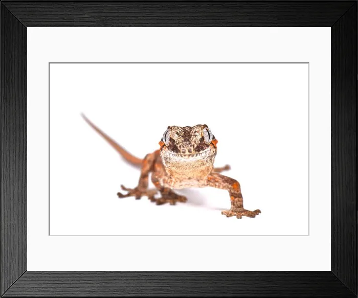 Framed Print : Knob-headed Giant Gecko (Rhacodactylus auriculatus) Framed Print : Knob-headed Giant Gecko (Rhacodactylus auriculatus)