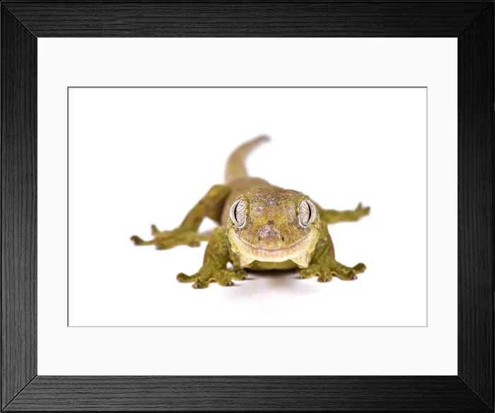 Framed Print : Mossy New Caledonian gecko (Mniarogekko chahoua) Framed Print : Mossy New Caledonian gecko (Mniarogekko chahoua)
