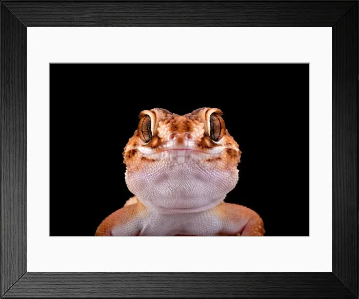 Framed Print : South African Ground Gecko (Chondrodactylus angulifer ), Namibia Framed Print : South African Ground Gecko (Chondrodactylus angulifer ), Namibia