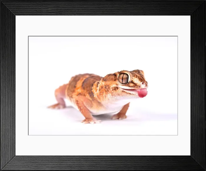 Framed Print : South African Ground Gecko (Chondrodactylus angulifer ), Namibia