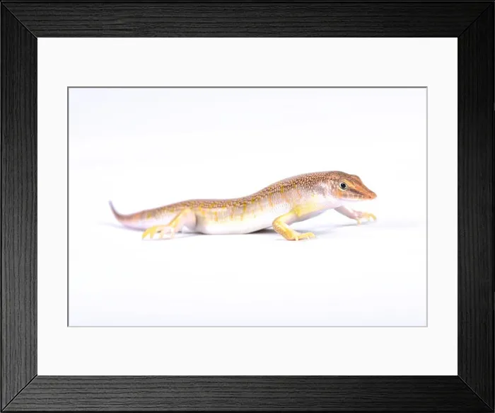 Framed Print : Arabian sand skink (Scincus mitranus), Oman Framed Print : Arabian sand skink (Scincus mitranus), Oman