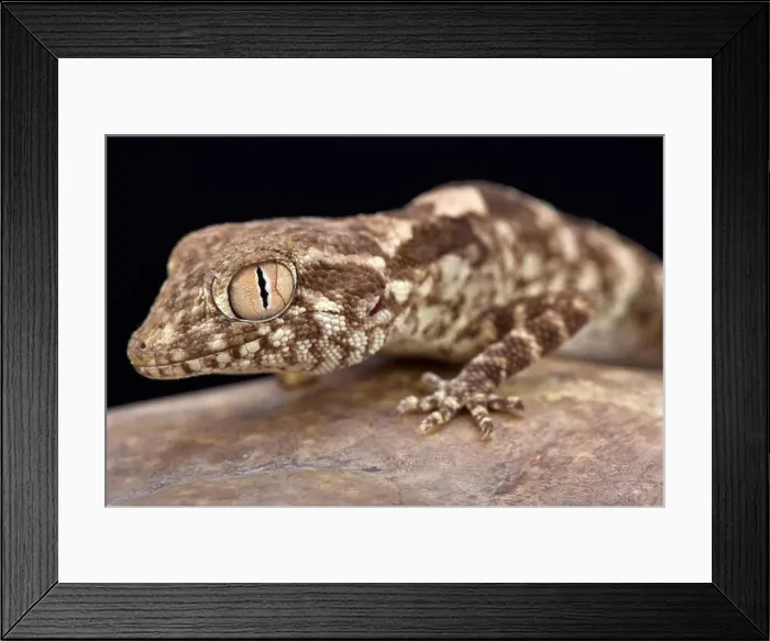 Framed Print : Spacious rock gecko (Trachydactylus spatalurus), Oman Framed Print : Spacious rock gecko (Trachydactylus spatalurus), Oman