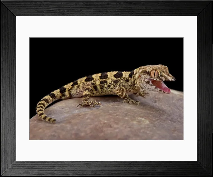 Framed Print : Omani banded gecko (Trachydactylus hajarensis), Oman, thermoregulating Framed Print : Omani banded gecko (Trachydactylus hajarensis), Oman, thermoregulating