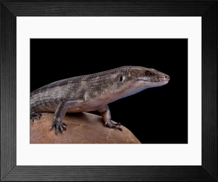 Framed Print : Solomon Island Ground skink (Eugongylus albofasciatus) Framed Print : Solomon Island Ground skink (Eugongylus albofasciatus)