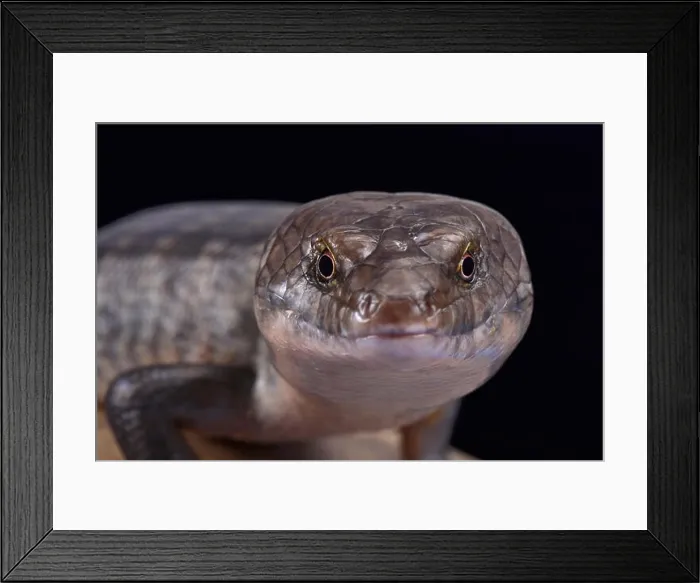 Framed Print : Solomon Island Ground skink (Eugongylus albofasciatus) Framed Print : Solomon Island Ground skink (Eugongylus albofasciatus)