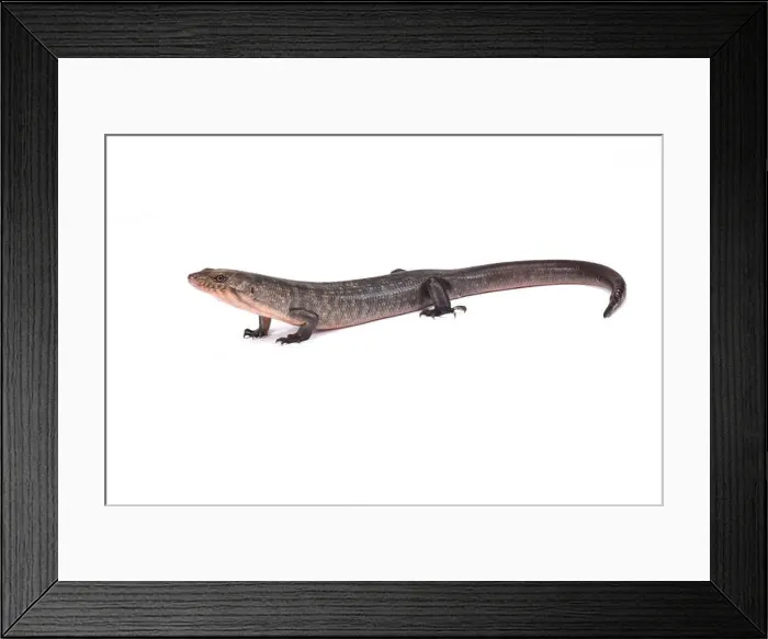 Framed Print : Solomon Island Ground skink (Eugongylus albofasciatus), Solomon islands, Papua New Guinea Framed Print : Solomon Island Ground skink (Eugongylus albofasciatus), Solomon islands, Papua New Guinea