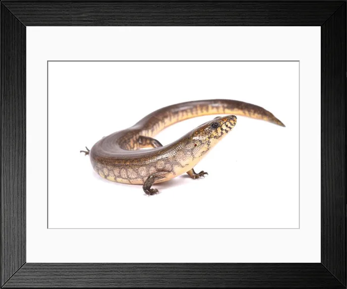 Framed Print : Madagascar giant waterskink (Amphiglossus reticulatus) Madagascar Framed Print : Madagascar giant waterskink (Amphiglossus reticulatus) Madagascar
