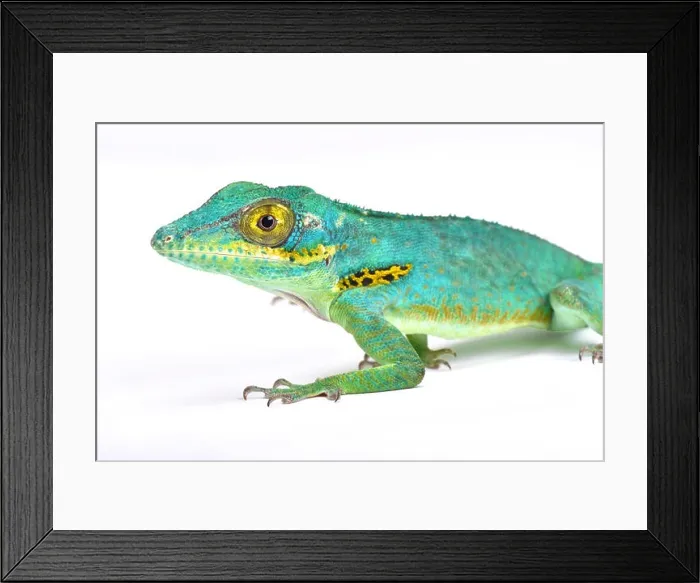 Framed Print : Baracoae giant anole (Anolis baracoae), Cuba Framed Print : Baracoae giant anole (Anolis baracoae), Cuba