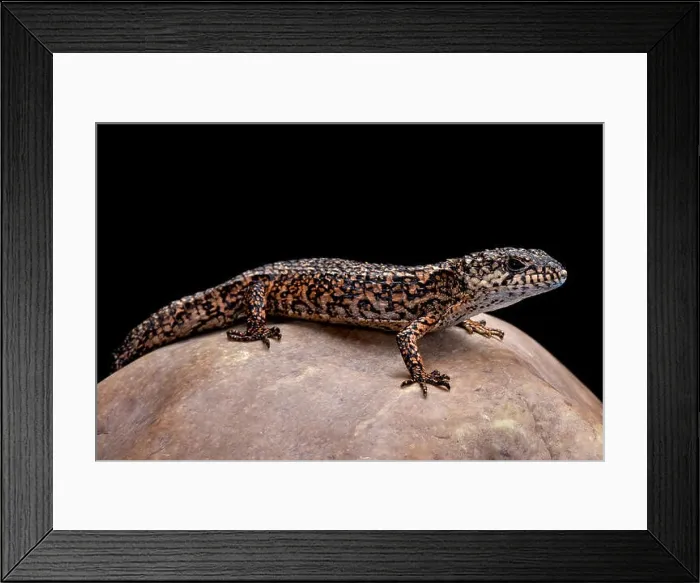 Framed Print : Roughneck alligator lizard (Barisia rudicollis) Framed Print : Roughneck alligator lizard (Barisia rudicollis)