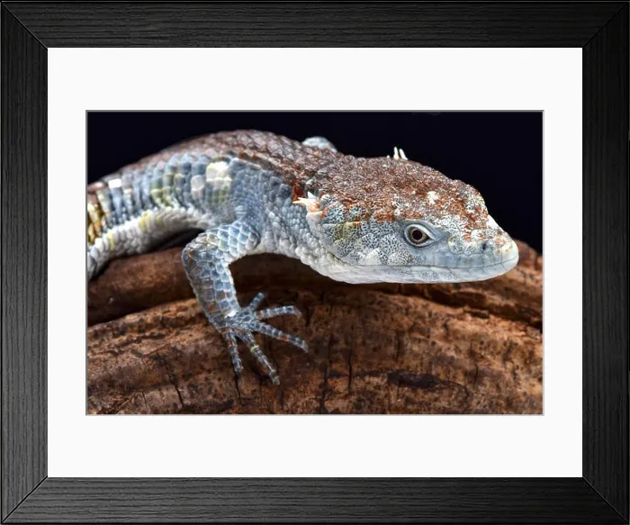 Framed Print : Red-lipped Arboreal Alligator Lizard (Abronia lythrochila), Mexico