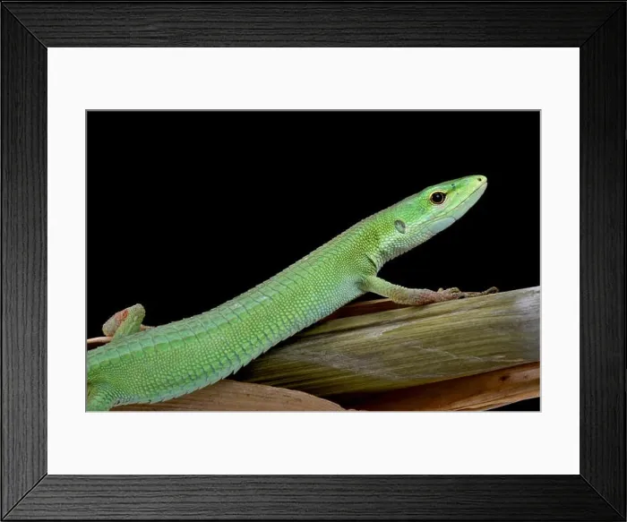 Framed Print : Miyako Grass Lizard (Takydromus toyamai) Framed Print : Miyako Grass Lizard (Takydromus toyamai)