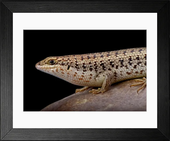 Framed Print : Short-necked Skink (Trachylepis brevicollis), Oman Framed Print : Short-necked Skink (Trachylepis brevicollis), Oman
