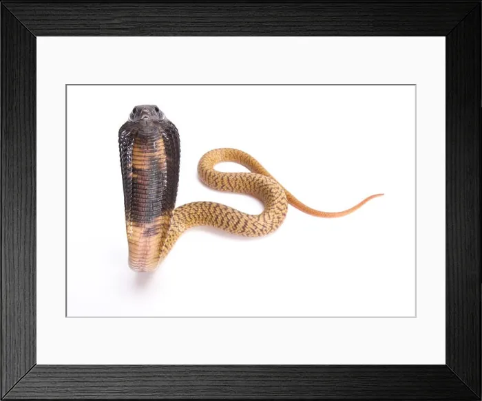 Framed Print : Egyptian cobra, Naja haje, baby Framed Print : Egyptian cobra, Naja haje, baby