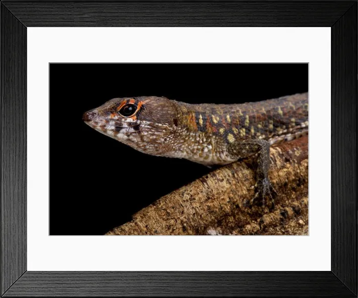 Framed Print : Two faced water teju, Neusticurus bicarinatus, Suriname Framed Print : Two faced water teju, Neusticurus bicarinatus, Suriname