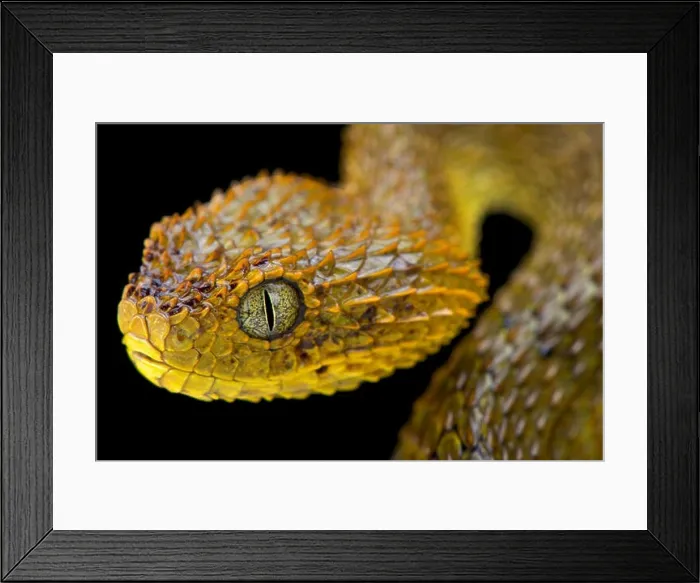 Framed Print : Cameroon bush viper, Atheris broadleyi, Cameroon Framed Print : Cameroon bush viper, Atheris broadleyi, Cameroon