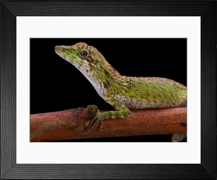 Framed Print : Indonesian false bloodsucker, Pseudocalotes tympanistriga Framed Print : Indonesian false bloodsucker, Pseudocalotes tympanistriga