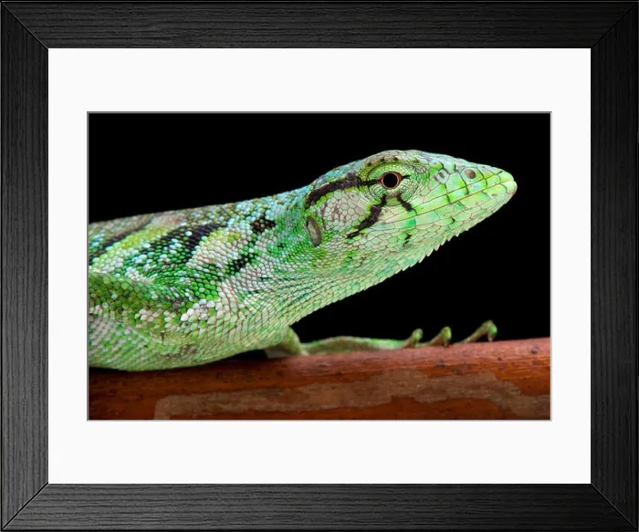 Framed Print : Monkey lizard, Polychrus marmoratus, Suriname Framed Print : Monkey lizard, Polychrus marmoratus, Suriname