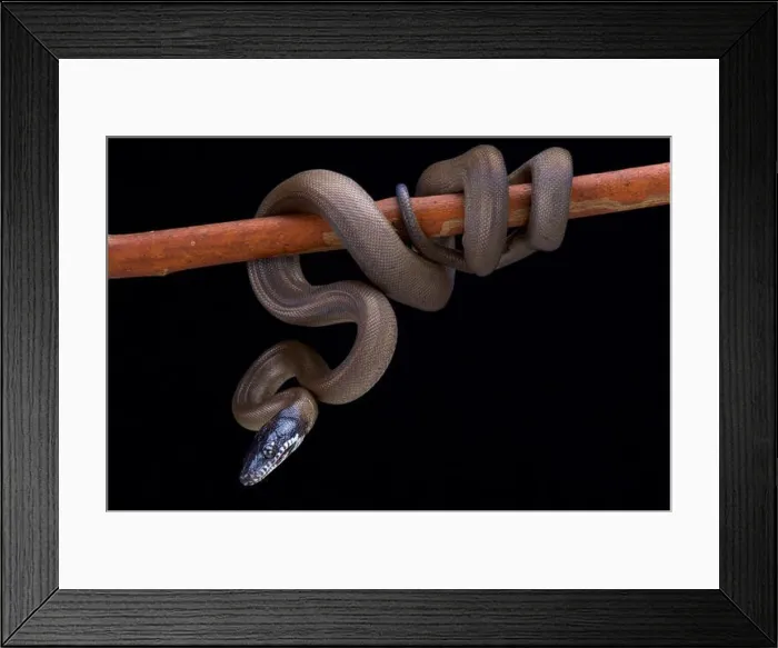 Framed Print : White lipped python, Bothrochilus albertissi, Sorong island, Indonesia Framed Print : White lipped python, Bothrochilus albertissi, Sorong island, Indonesia
