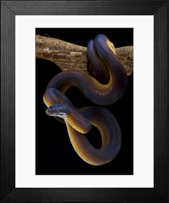 Framed Print : White lipped python, Bothrochilus albertissi, Indonesia Framed Print : White lipped python, Bothrochilus albertissi, Indonesia