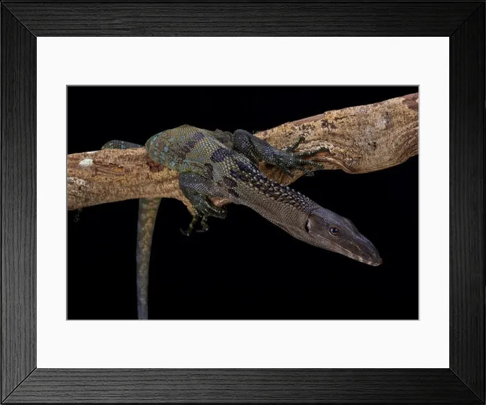 Framed Print : Roughneck monitor, Varanus rudicollis, Indonesia Framed Print : Roughneck monitor, Varanus rudicollis, Indonesia
