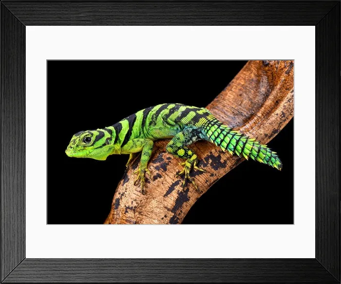 Framed Print : green thornytail iguana, Uracentron azureum Framed Print : green thornytail iguana, Uracentron azureum