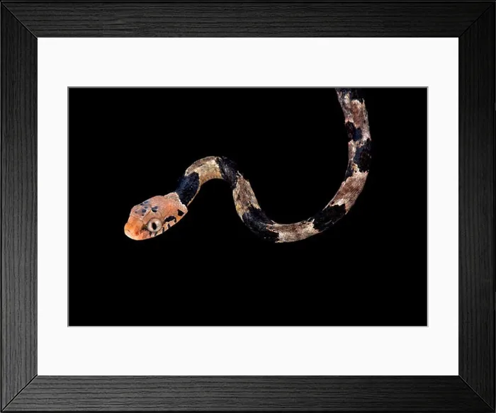 Framed Print : Blandings tree snake, Toxicodryas blandingii Framed Print : Blandings tree snake, Toxicodryas blandingii