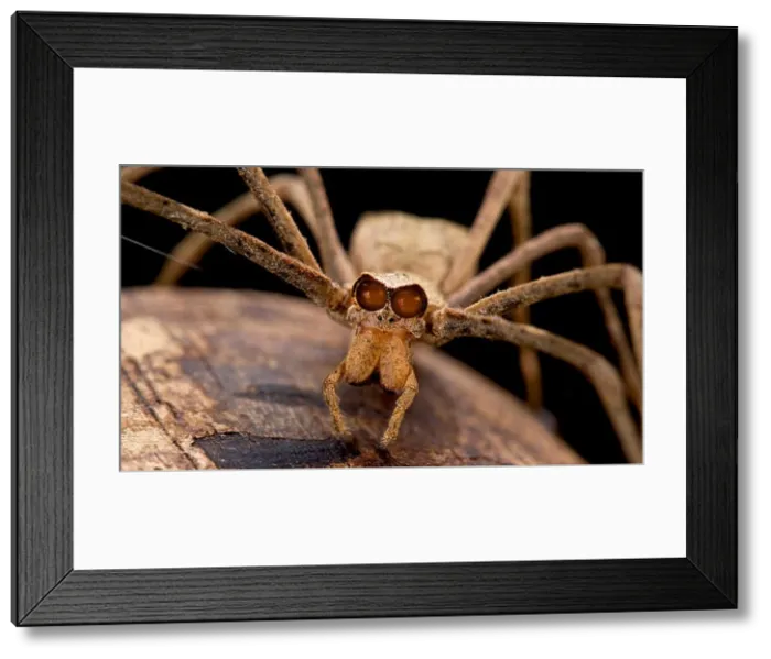Framed Print : Ogre-faced spider, genus Deinopsis Framed Print : Ogre-faced spider, genus Deinopsis