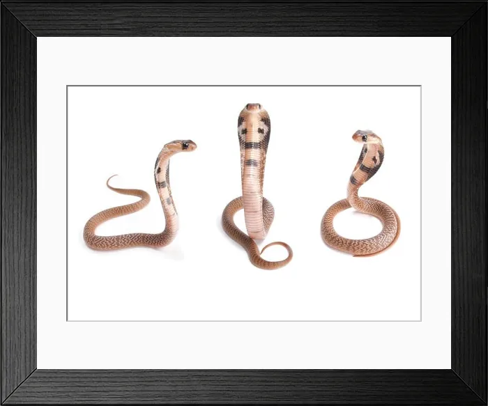 Framed Print : Indian cobra, Naja naja, babies Framed Print : Indian cobra, Naja naja, babies