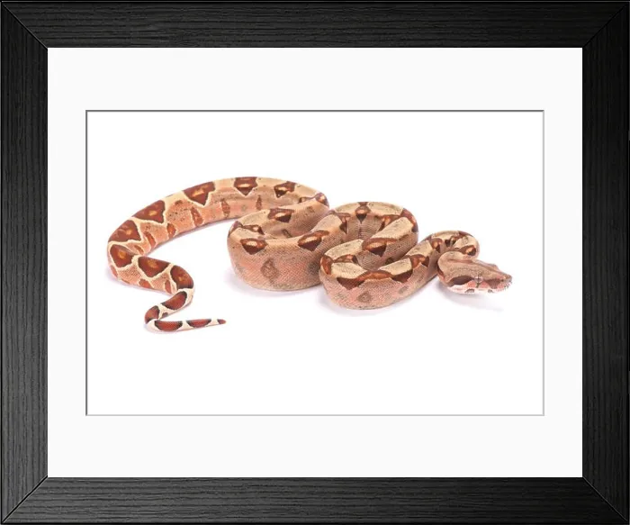 Framed Print : Northern boa, Boa constrictor imperator Framed Print : Northern boa, Boa constrictor imperator
