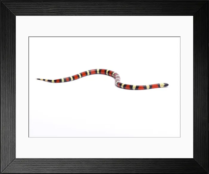 Framed Print : Sinaloan milk snake, Lampropeltis triangulum sinaloae, Mexico Framed Print : Sinaloan milk snake, Lampropeltis triangulum sinaloae, Mexico