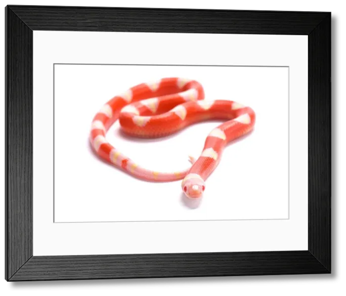 Framed Print : Nelson's milksnake, Lampropeltis triangulum nelsoni, albino Framed Print : Nelson's milksnake, Lampropeltis triangulum nelsoni, albino