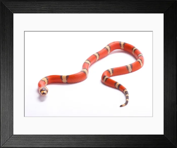Framed Print : Honduran milk snake, Lampropeltis triangulum hondurensis, hypomelanistic Framed Print : Honduran milk snake, Lampropeltis triangulum hondurensis, hypomelanistic