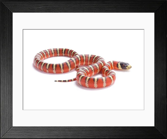 Framed Print : Arizona Mountain Kingsnake, Lampropeltis pyromelana pyromelana, United States Framed Print : Arizona Mountain Kingsnake, Lampropeltis pyromelana pyromelana, United States