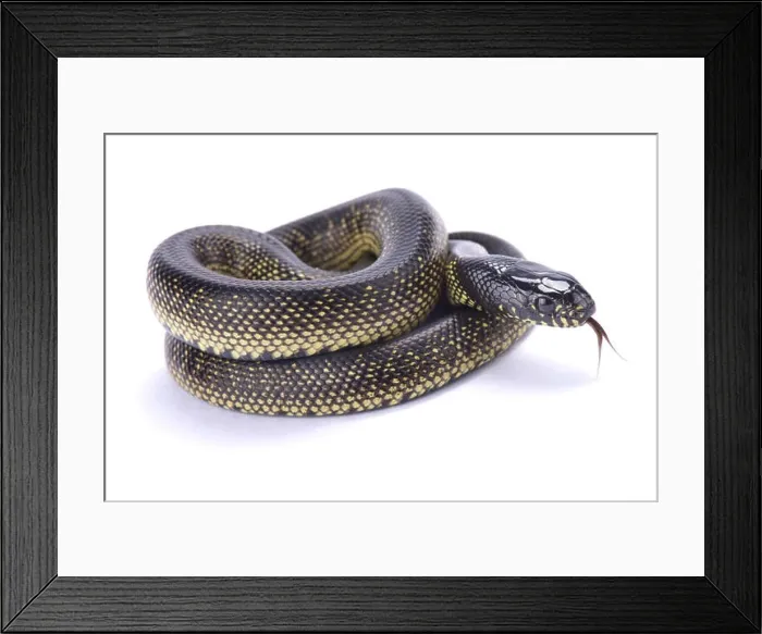 Framed Print : Mexican black kingsnake, Lampropeltis getula nigrita