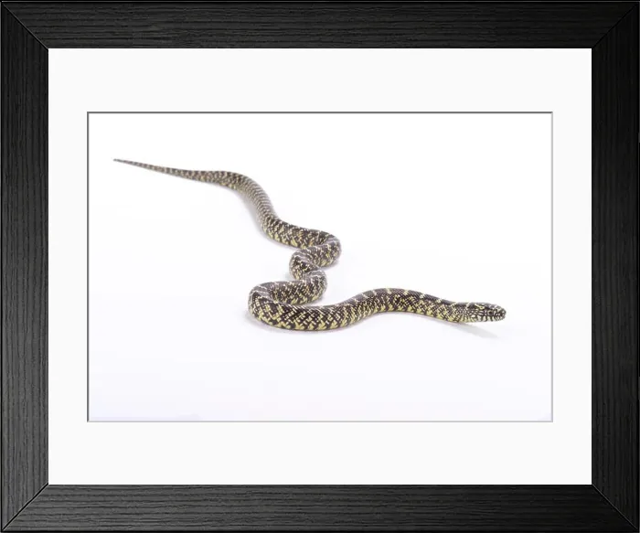 Framed Print : Brook's kingsnake, Lampropeltis getula brooksi, United States