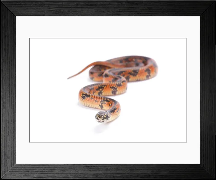 Framed Print : Apalachicola Lowlands Kingsnake, Lampropeltis getula meansi, Apalachicola Lowlands, Florida Framed Print : Apalachicola Lowlands Kingsnake, Lampropeltis getula meansi, Apalachicola Lowlands, Florida