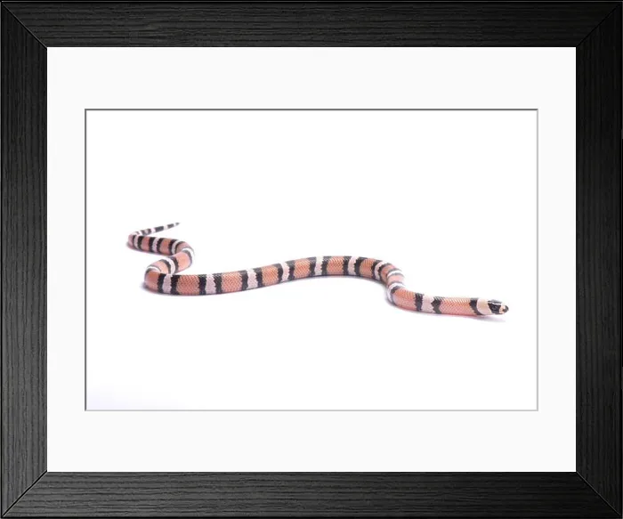 Framed Print : Honduran milk snake, Lampropeltis triangulum hondurensis, anerythristic Framed Print : Honduran milk snake, Lampropeltis triangulum hondurensis, anerythristic
