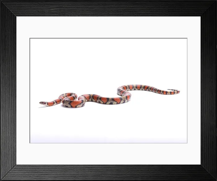 Framed Print : Red milk snake, Lampropeltis triangulum syspila, United States
