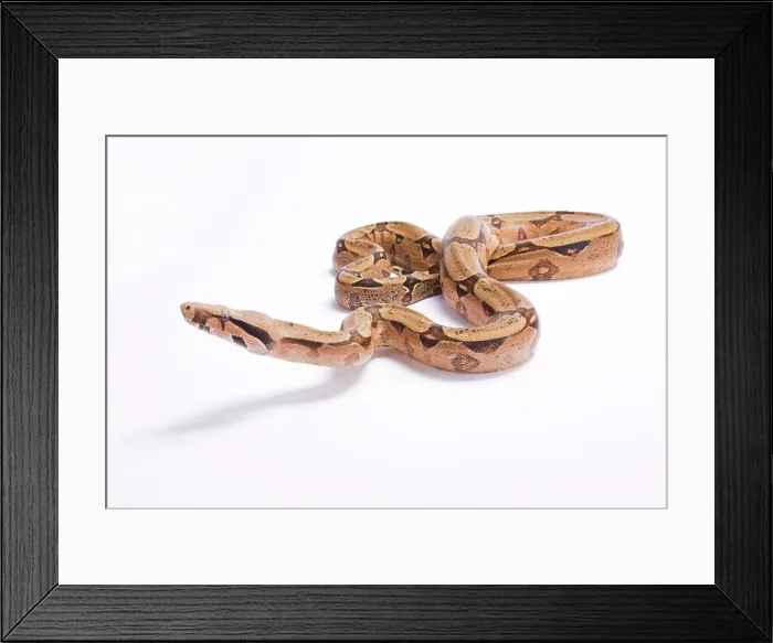 Framed Print : Bolivian boa, Boa constrictor amarali, Bolivia Framed Print : Bolivian boa, Boa constrictor amarali, Bolivia
