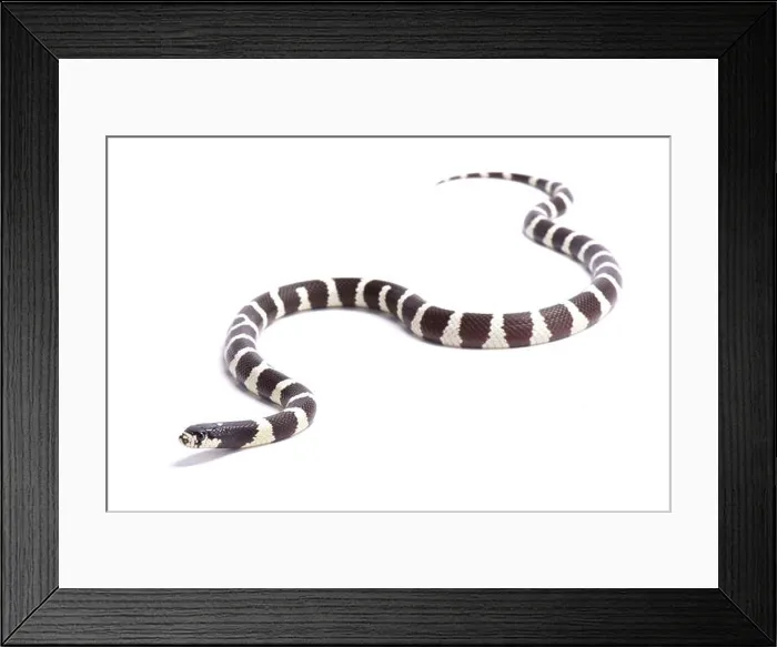 Framed Print : California Kingsnake, Lampropeltis getula californiae, United States