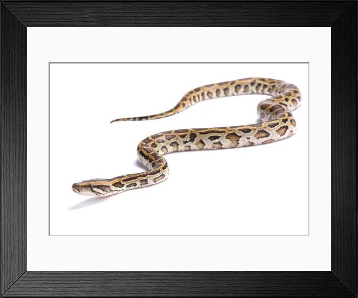 Framed Print : Burmese python, Python bivittatus Framed Print : Burmese python, Python bivittatus